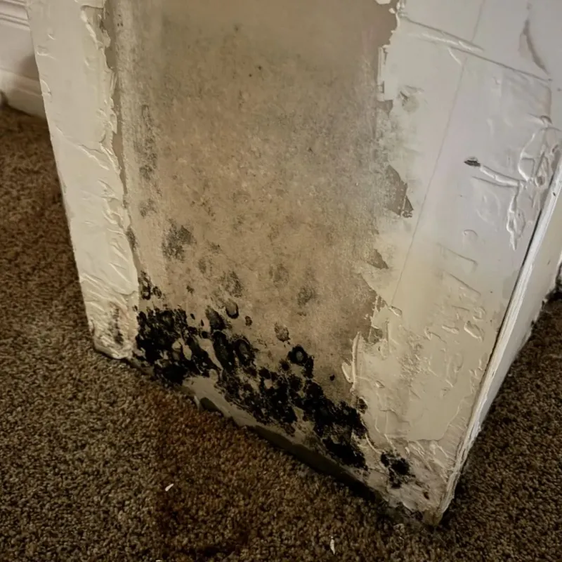 Professional Mold Removal in Monticello, IL